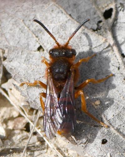 Réf. 247 505 : Nomada agrestis